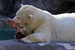 Polar Bear Diet Lesson For Kids Study Com