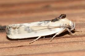 black and white moth what kind is it