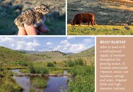 A species habitat can be seen as the physical manifestation of its ecological niche. Water Is Life Introducing Sgi S Mesic Habitat Conservation Strategy Sage Grouse Initiative