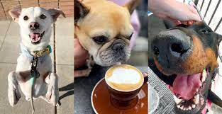find dog friendly coffee s near you