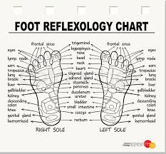 Foot Reflexology Chart Vector Stock Vector Colourbox
