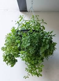 8 Automatic Plant Watering Systems To