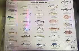 Captain Segulls Sportfishing Chart Fg504 2 Sided Ebay