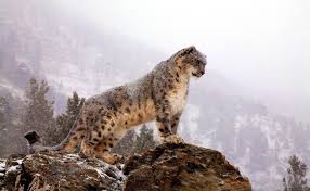 snow leopard hd wallpapers and backgrounds