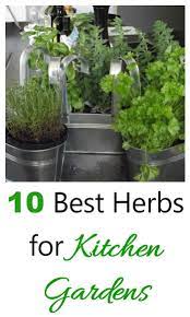 herbs for kitchen gardens my top 10