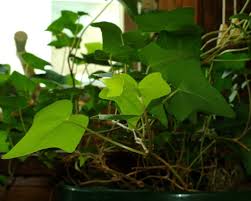 Ivy Plant Care Tips For Growing Ivy Indoors