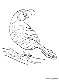 Read more information about the quail » Quail Coloring Pages For Kids Coloring Pages For Kids Coloring Pages Bird Coloring Pages