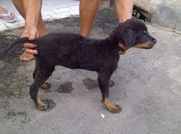 Rottweiler 5 Months Old Healthy Weight And Height A Love