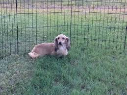 dachshund puppies dams texas country
