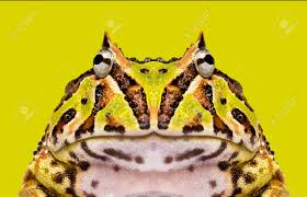緑の背景にツノガエル属発生に直面して、ベルツノガエルのクローズ アップ の写真素材・画像素材. Image 26002379.