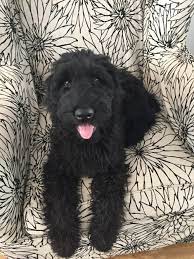 All puppies come from genetically health tested akc registered parents that have calm dispositions and temperaments, helping to insure a quality puppy for you. Our Sweet Giant Schnoodle Barney 4 Months Here Schnoodle Dog Puppy Time Schnoodle Puppy