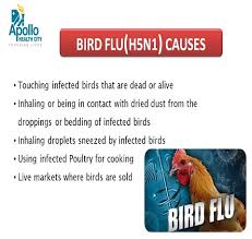 Bird flu (also called avian influenza, avian flu, bird influenza, or grippe of the birds), is an illness caused by a virus. What Is Bird Flu What Are The Causes Of Bird Flu And Its Risk Factors