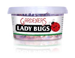 organic ladybugs for pest control