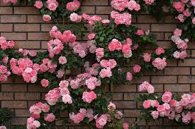 Hd Pink Rose Garden Wallpapers Peakpx
