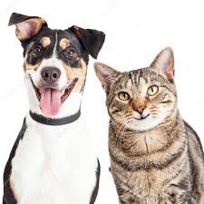 dog and cat pictures dog and cat stock