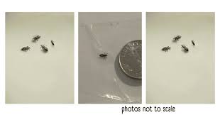 Bathroom Bugs Identification 15 Bugs