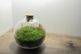 Live Moss Mini Terrarium All Moss Glass