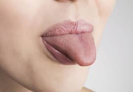 anatomy of the tongue