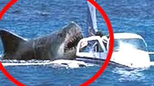 10 megalodon caught on camera and