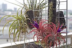 Here's are 25 of the best ones to grow. 25 Recommended Air Plants To Grow Indoors