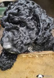 poodle cross water spaniel puppies