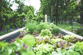 Sustainable Kitchen Garden Ideas The