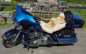 Motorcycle Seat Cover Customers