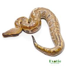 baby bangka blood python exotic