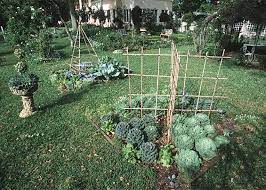 Want To Grow Your Own Vegetable Garden