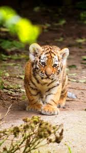 hd cute baby tiger cub wallpapers peakpx