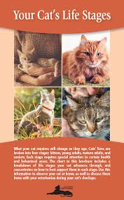 the four life ses of a cat cat