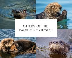They are also nocturnal.their main prey is fish. Otters Of The Pacific Northwest Animals Of The Pacific Northwest