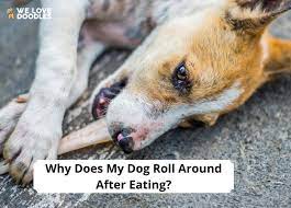 my dog roll around after eating
