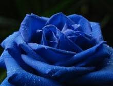 blue rose meaning article by ua