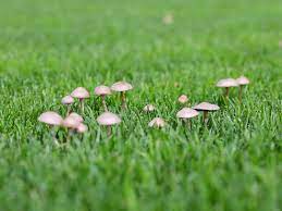 get rid of mushrooms on your lawn