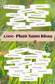 plant name generator 1 000 fantasy