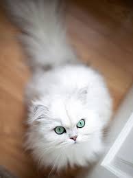 Sign up for our adoption form when you see the persian kitten of your. 100 Awesome Cat Names For Your New White Cat Daily Paws