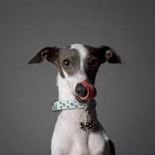 The italian greyhound was brought to europe by the phoenicians when it was later developed by the romans. Italian Greyhound Full Profile History And Care