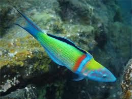 The 10 Most Common Fishes Of The Canary Islands Diving