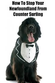 newfoundland dog from counter surfing