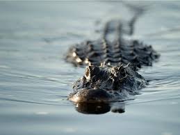 How Alligators End up on Ocean Beaches