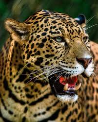 It weighs from 100 to 160 kg (220 to 350 pounds). Leopard In Zoo By Don Risi 500px Big Cats Art Majestic Animals Jaguar Animal