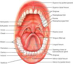 mouth anatomy inner structure