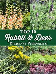 Even though there are few truly deer and rabbit resistant plants you can, however make your garden a little less inviting by including plants they dislike and excluding. Top 10 Rabbit Deer Resistant Perennials Crocker Nurseries