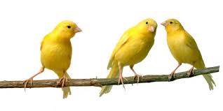 Hewan peliharaan burung merpati pos yang aktif. 7 Jenis Makanan Burung Yang Terbaik Tinggi Nutrisi Bagi Peliharaan Kesayangan Merdeka Com
