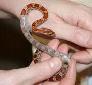 all about corn snakes