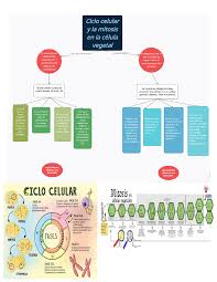 ciclo celular y mitosis en la célula