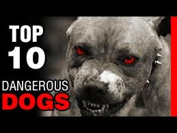 The cane corso is the last descendant of canis pugnax, which were used by romans in their skirmishes and warfare. Beware These Are The Top 10 Dangerous Dogs In The World Newstrack English 1