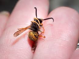 5 Natural Wasp Sting Treatments Bug Weed Mart