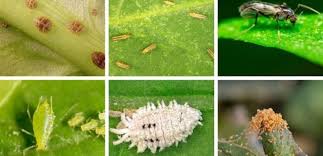 How Can Indoor Plant Pests Be Removed